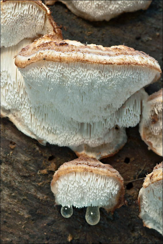 Leptoporus mollis
