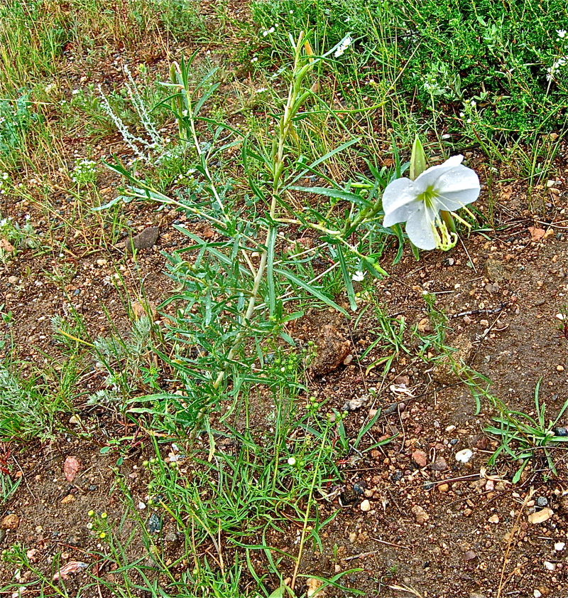 Oenothera nuttallii