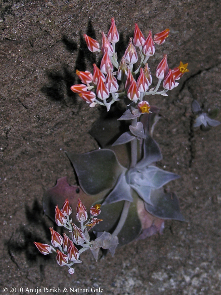 Dudleya cymosa ssp. pumila