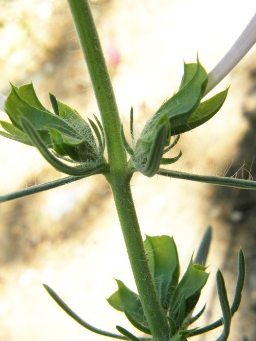 Salvia whitehousei