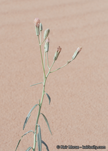 Palafoxia arida var. gigantea