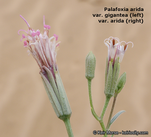 Palafoxia linearis image