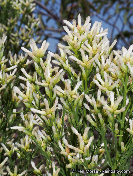 Baccharis pilularis ssp. consanguinea