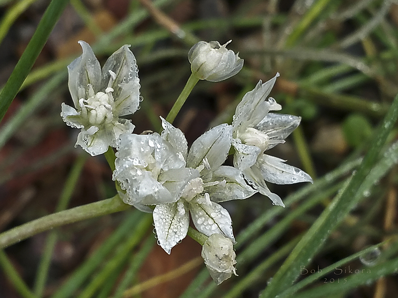 Allium hyalinum