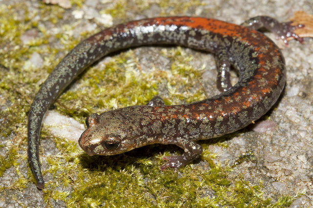 Plethodon sherando