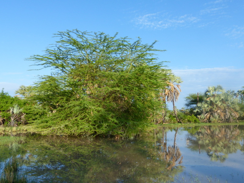 Flooded palm savannah near Lake Manyara