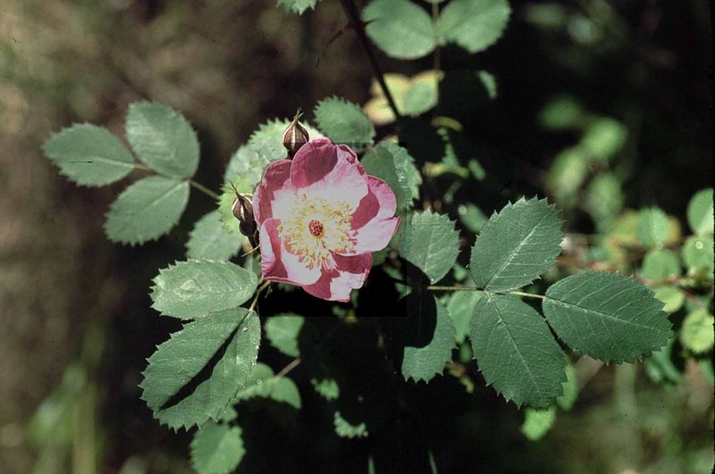 Rosa pinetorum