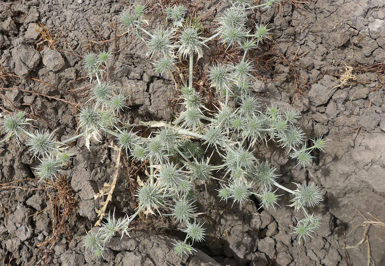 Eryngium spinosepalum