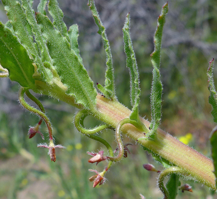 Camissoniopsis micrantha