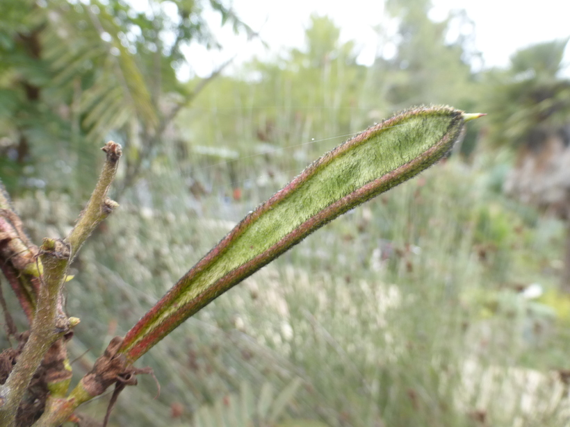Calliandra grandiflora