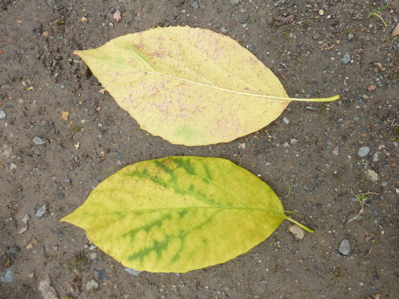 Halesia diptera