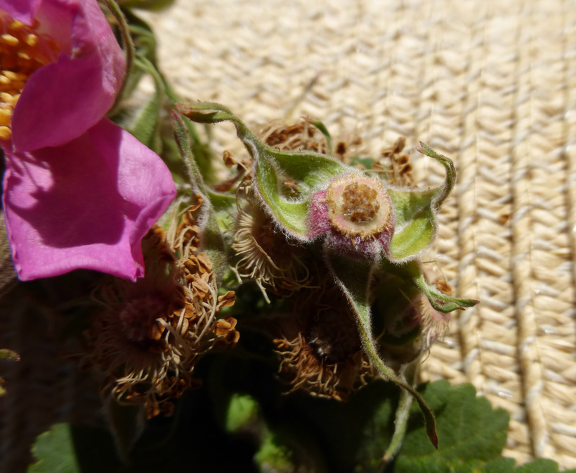 Rosa nutkana ssp. nutkana