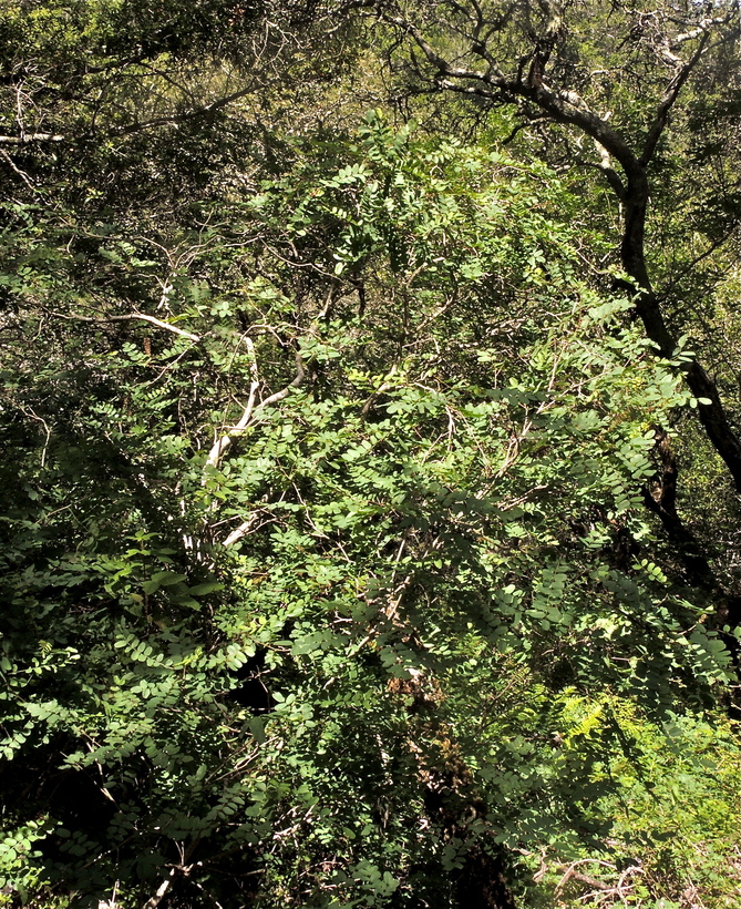 Amorpha californica var. napensis