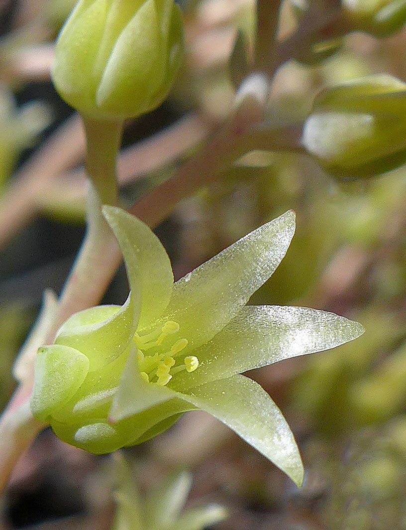 Dudleya cymosa ssp. paniculata