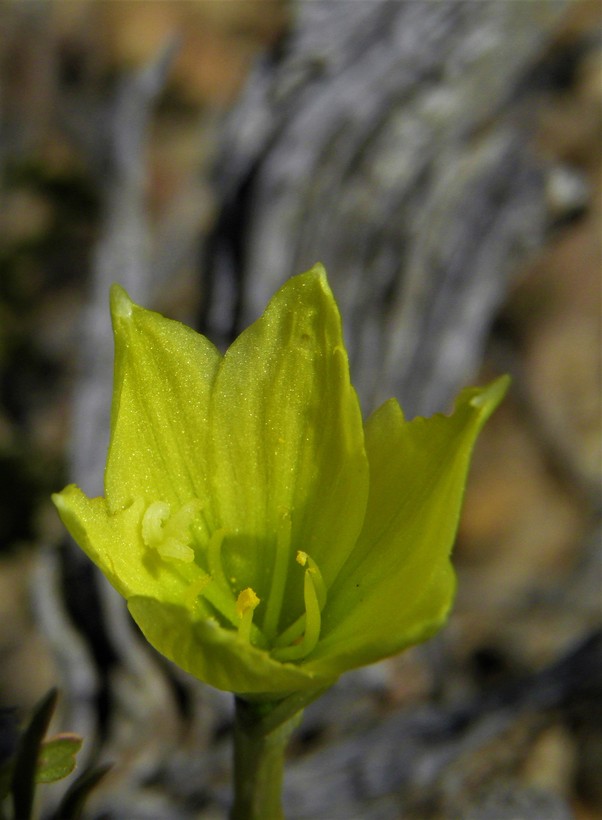 Zephyranthes longifolia
