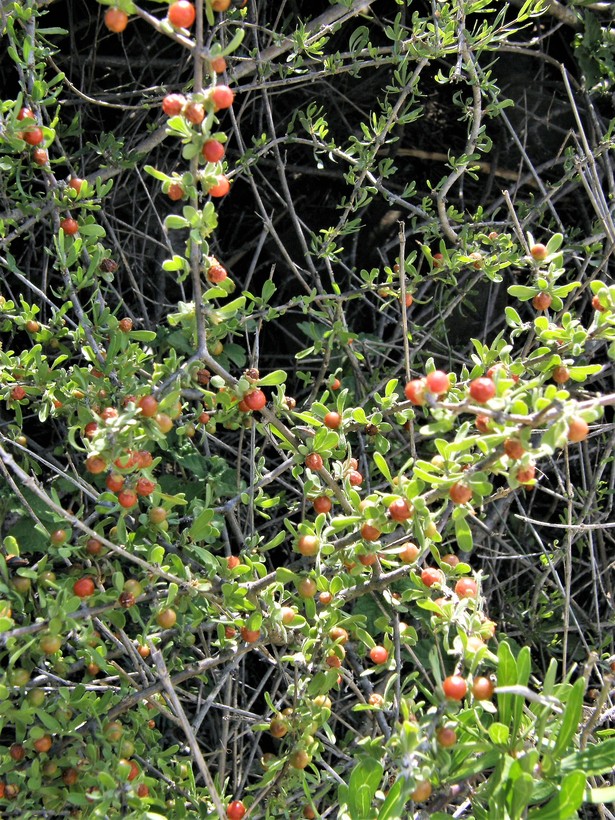 Schaefferia cuneifolia