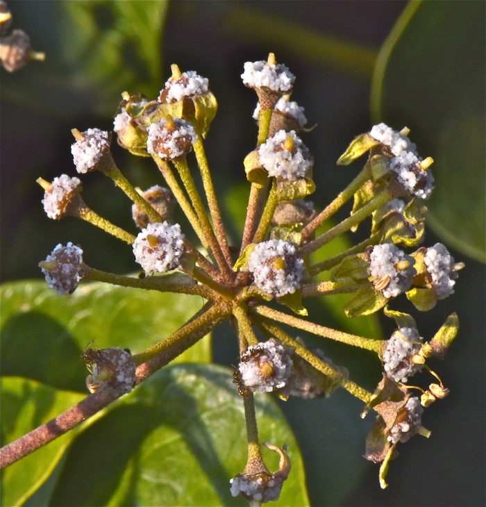 Hedera canariensis