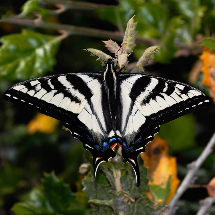 Papilio eurymedon