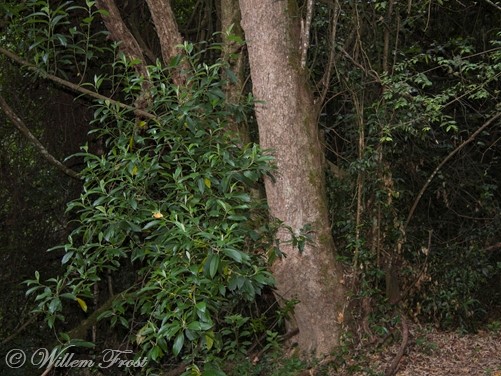 Kiggelaria africana