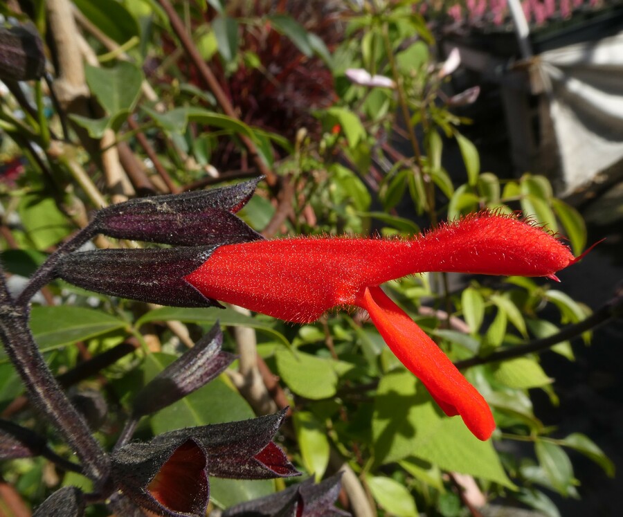 Salvia gesneriiflora