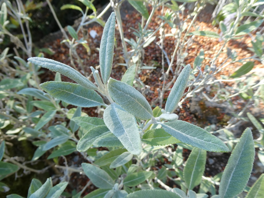 Lourteigia stoechadifolia