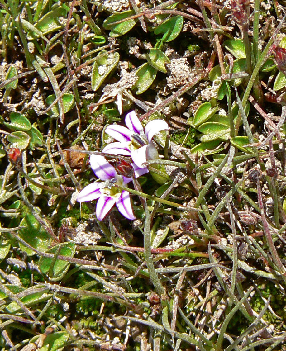Lobelia oligophylla