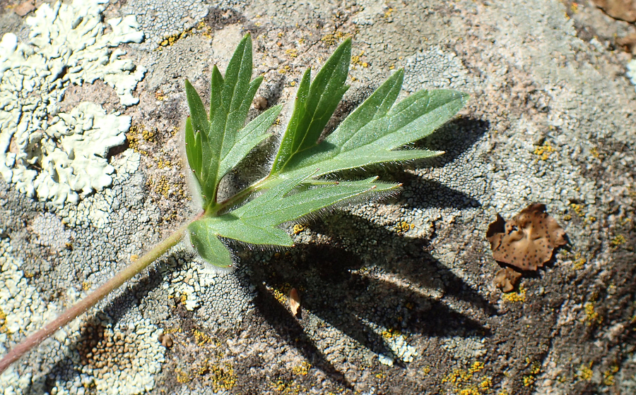 Ranunculus canus var. canus