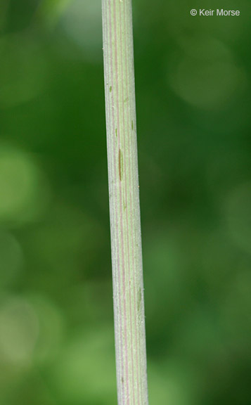 Cicuta maculata