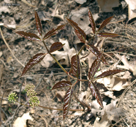 Aralia nudicaulis