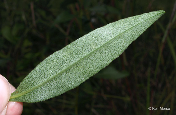 Solidago speciosa ssp. speciosa