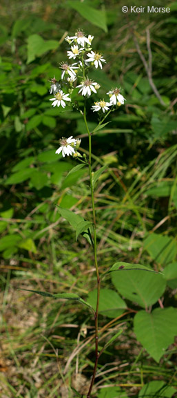 Symphyotrichum urophyllum