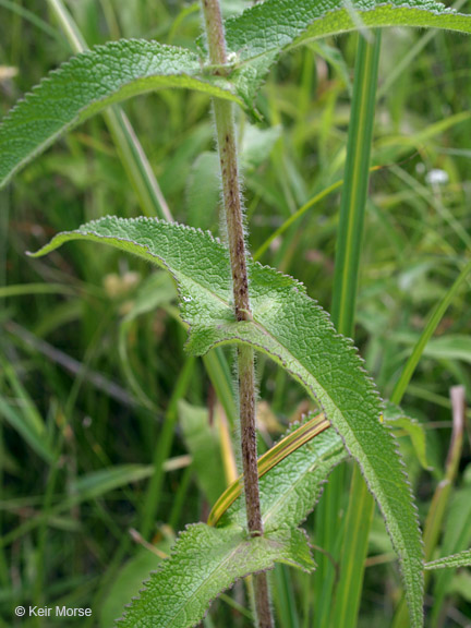 Eupatorium perfoliatum var. perfoliatum