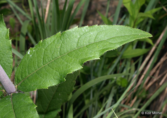 Silphium asteriscus var. trifoliatum