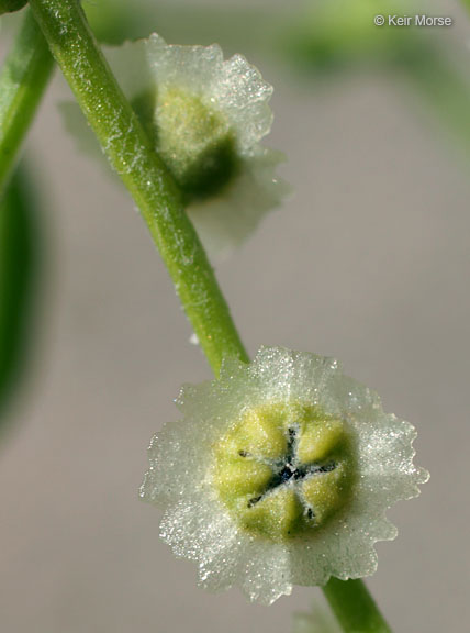 Cycloloma atriplicifolium