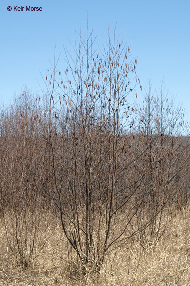 Alnus incana ssp. rugosa