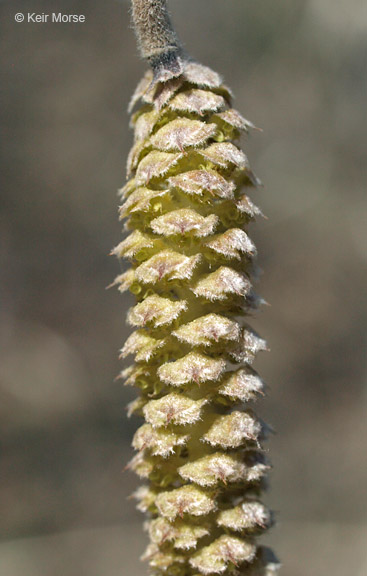Corylus americana