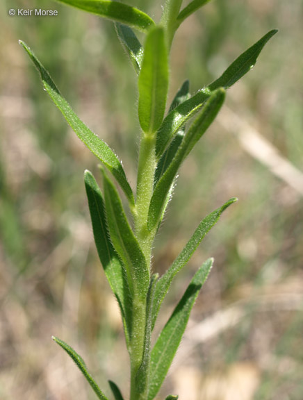 Lithospermum caroliniense var. croceum