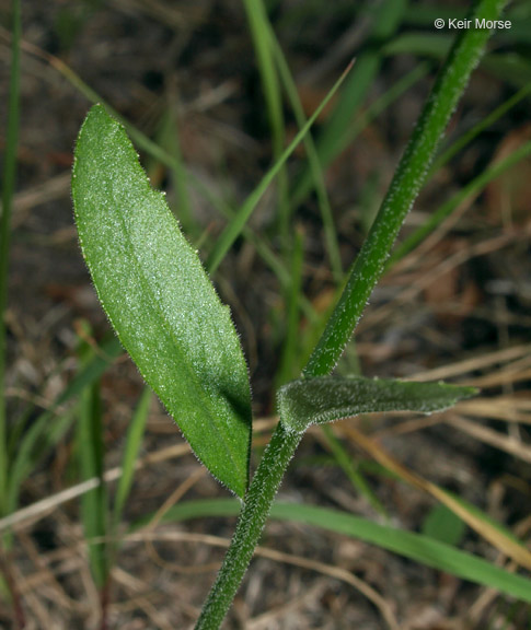 Lobelia spicata var. spicata