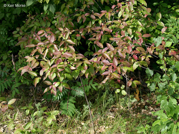 Cornus racemosa