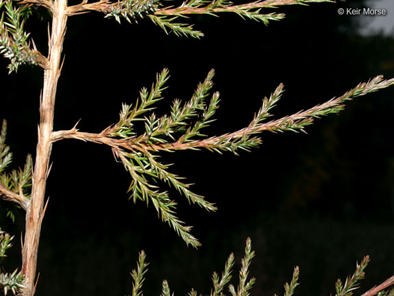 Juniperus virginiana var. virginiana