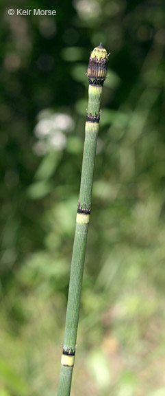 Equisetum hyemale var. affine