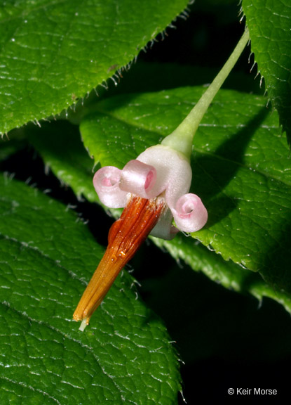Vaccinium erythrocarpum ssp. erythrocarpum