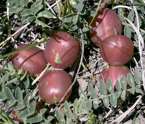 Astragalus crassicarpus var. crassicarpus