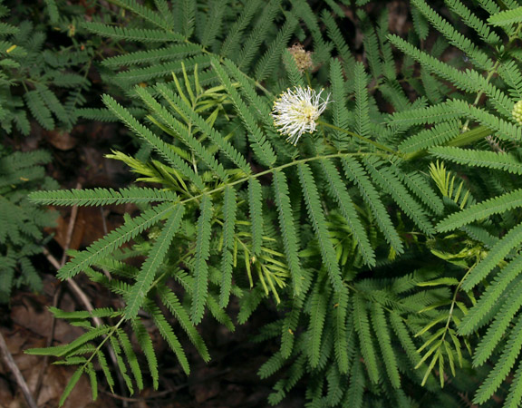 Desmanthus illinoensis