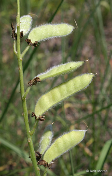 Lupinus perennis ssp. perennis