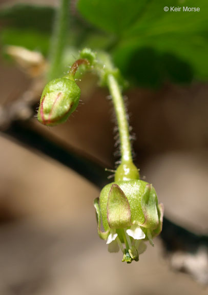 Ribes cynosbati