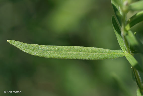 Pycnanthemum virginianum
