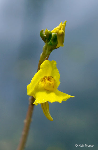 Utricularia vulgaris ssp. Macrorhiza
