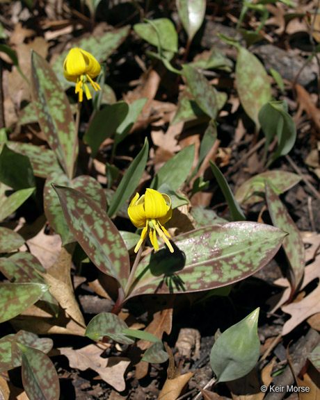 Erythronium americanum ssp. americanum