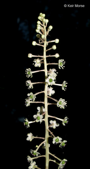Phytolacca americana var. americana